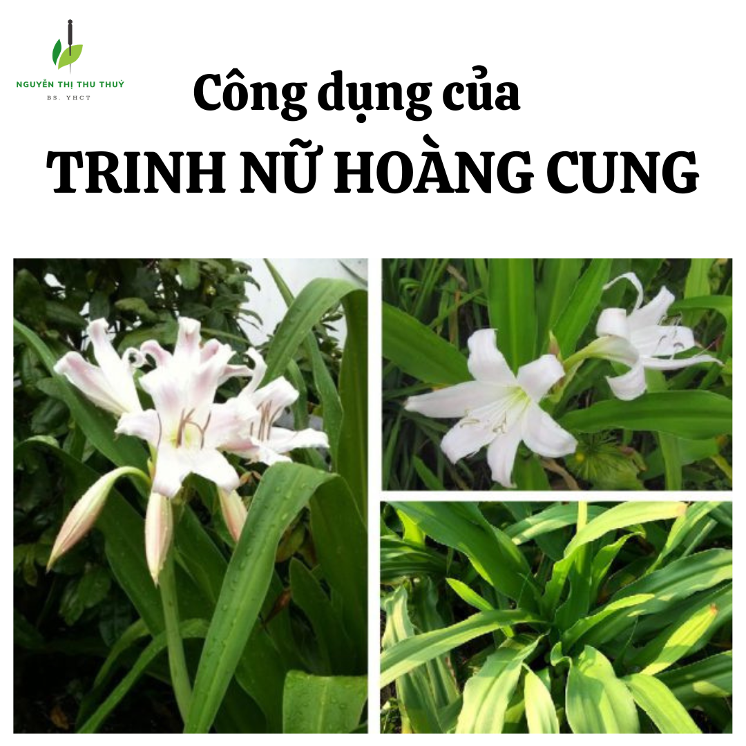 cong dung tri benh cay trinh nu hoang cung