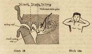 dong tac duong sinh ap vao mang tai