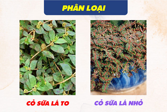 phan loai cay co sua